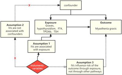 Autoimmune thyroid disease and myasthenia gravis: a study bidirectional Mendelian randomization